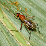 Stilt-legged Fly, Poecilotylus sp. (Micropezidae)