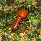 Syntermes spinosus soldier