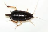 Cockroach (Blattidae)