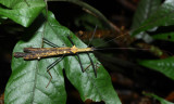 Flying Stick, Pseudophasma bispinosum (Pseudophasmatidae)