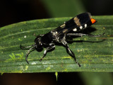 Spider Wasp, Euplaniceps varia (Pompilidae: Aporini)