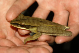 Basin Tree Frog, Boana lanciformis (Hylidae)