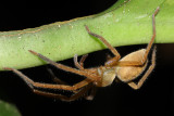 Huntsman Spider (Sparassidae)