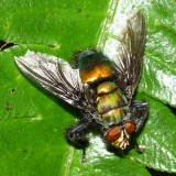 Giant Blow Fly, Blepharicnema splendens (Calliphoridae)