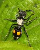 Velvet Ant, Hoplomutilla cp. (Mutillidae)