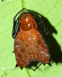 Orb-weaver, Micrathena clypeata (Araneidae)