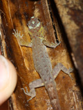 Trinidad Gecko, Gonatodes humeralis (Sphaerodactylidae)