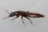 Quedius (Quedionuchus) plagiatus