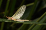 Golden Mayfly (Hexagenia limbata) subimago