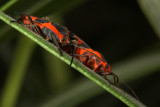 Large Milkweed Bug, Oncopeltus fasciatus (Lygaeidae)