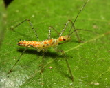 Leafhopper Assassin Bug, Zelus renardii (Reduviidae)