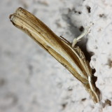 Common Grass-veneer, Crambus praefectellus* (Crambidae)