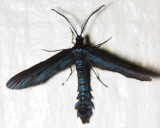 Western Grapeleaf Skeletonizer, Harrisina metallica (Zygaenidae)