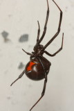 Western Black Widow Spider, Latrodectus hesperus (Theridiidae)