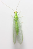 Green Lacewing, Chrysoperla sp. (Chrysopidae)