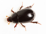 Scavenger Scarab Beetle, Hybosorus illigeri* (Hybosoridae)