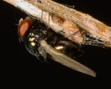 Lance Fly (Lonchaeidae)