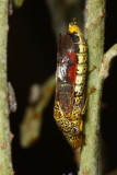 Smoketree Sharpshooter, Homalodisca liturata (Cicadellidae)