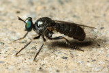 Robber Fly, Atomosia melanopogon (Asilidae)