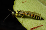 Tiphiid Wasp, Myzinum frontalis (Tiphiidae)