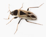 Mediterranean Seed Bug, Xanthochilus saturnius* (Rhyparochromidae)