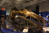Blue Whale skeleton