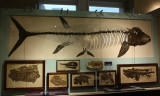 Xiphactinus audax