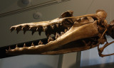 Dorudon skull
