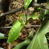 Leaf Insect, Phyllium sp.