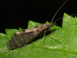 Green Sedge, Rhyacophila sp. (Rhyacophilidae)