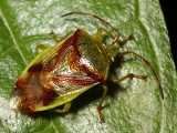 Red-Cross Shield Bug, Elasmostethus cruciatus