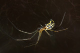 Filmy Dome Spider, Neriene radiata (Linyphiidae)