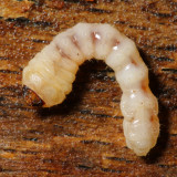 Beech Borer larva