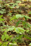 Indian Cucumber-Root (Medeola virginiana)