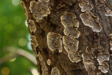 Crust Fungi (Stereum sp.)