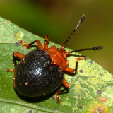 Handsome Fungus Beetle, Corynomalus sp. (Endomychidae)