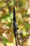 Black Knot (Apiosporina morbosa)