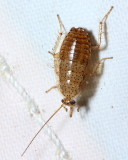 Spotted Mediterranean Cockroach (Ectobius pallidus)