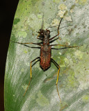 Tiger Beetle, Odontocheila sp. (Cicindelidae)