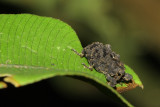 Weevil, Cryptorhynchus sp. (Curculionidae: Cryptorhynchinae)