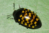 Pleasing Fungus Beetle, Iphiclus quniquefasciatus (Erotylidae: Erotylinae)