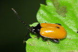 Flea Beetle, Walterianella sp. (Chrysomelidae: Alticini)