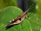 Grasshopper, Xiphiola cyanoptera (Acrididae)