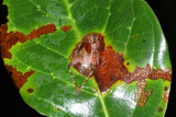 camoflaged cricket (Gryllidae)