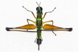 Airplane Grasshopper, Eumastacops caligo (Eumastacidae)