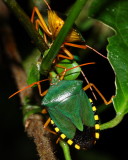 Stink Bugs (Pentatomidae: Edessinae)