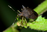 Stink Bug, Mitripus acutus (Pentatomidae)