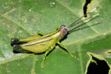 Grasshopper, Syntomacris viridis (Acrididae)