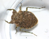Toad Bug, Gelastocoris sp. (Gelastocoridae)