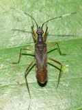 Dirt-colored Seed Bug, Neomyocoris arnaudi (Rhyparochromidae)